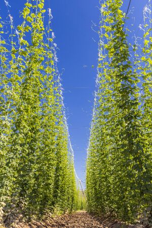 Hop field in Zatec region, Czech Republicの写真素材