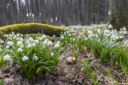 early spring forest with spring snowflake, Vysocina, Czech Repubicの写真素材