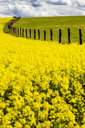 Rapeseed field in Central Bohemia, Czech Republicの写真素材