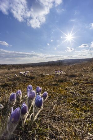 Pasque flower, National park Podyji, Southern Moravia, Czech Republic