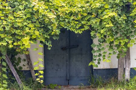 cellar lane in Hajos, Kalocsa County, Southern Great Plain Region, Hungary