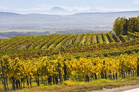 autumn vineyard near Langenlois, Lower Austria, Austriaの写真素材