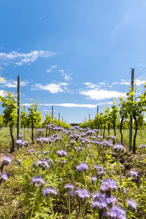 floral spacing in organic vineyard, Moravia, Czech Republicの写真素材