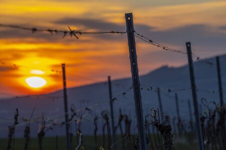 Sunrise in Palava with Devicky ruins, Southern Moravia, Czech Republicの写真素材