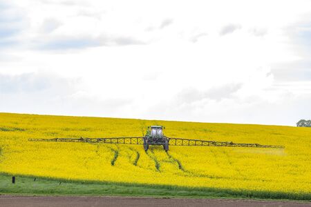 spring rapeseed field with fertilizing tractor
