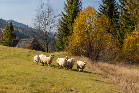 Museum Kysucke dediny in Kysuca, Slovakiaのeditorial素材
