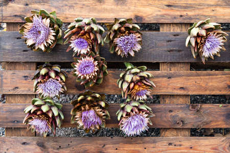 blooming artichokes, autumn market, Austriaの写真素材