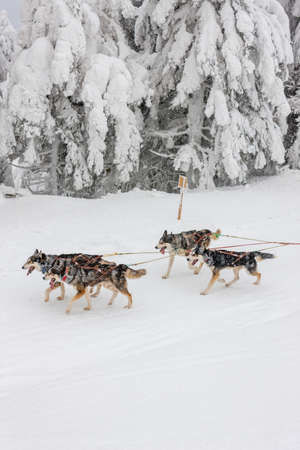 sledge dogging, Sedivacek's long, Czech Republic