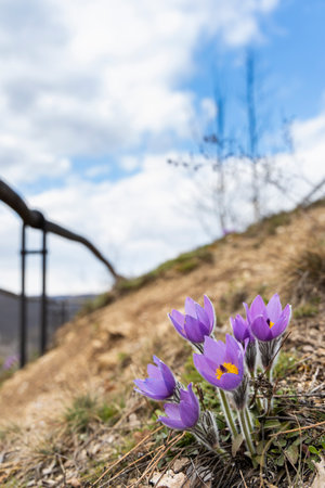 Pasque flower, Podyji National Park, Southern Moravia, Czech Republicの写真素材