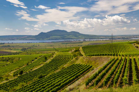 Vineyards near Nove Mlyny reservoir with Palava in Southern Moravia, Czech Republicの写真素材