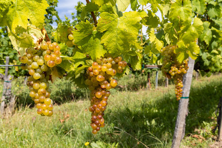 Grapes yellow muscat in Tokaj region, Hungaryの写真素材