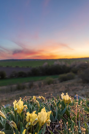 Dwarf iris in Pusty kopec u Konic near Znojmo, Southern Moravia, Czech Republicの写真素材