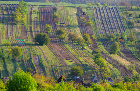 Spring vineyard near Mutenice, Southern Moravia, Czech Republic
