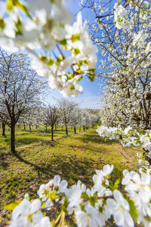 flowering cherry orchard near Cejkovice, Southern Moravia, Czech Republicの写真素材
