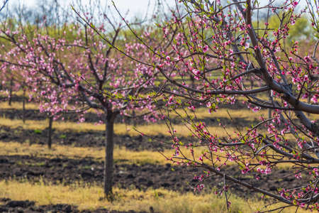 Blooming peach orchard near Valtice, Southern Morava, Czech Republic