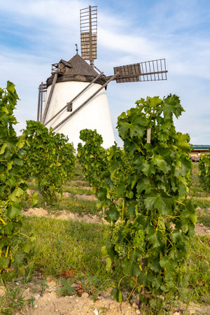 Vineyard near Windmill Retz, Lower Austria, Austriaの写真素材