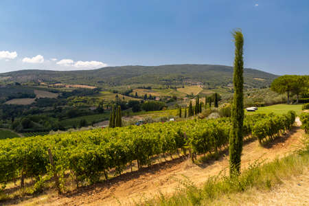 Vineyard near San Gimignano, Tuscany, Italyの写真素材
