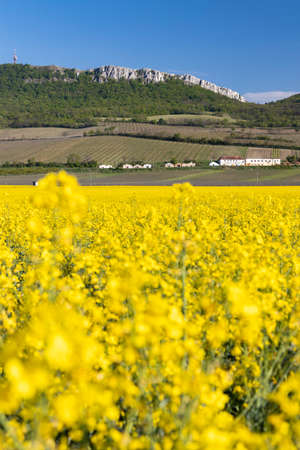 oilseed rape, Palava, Southern Moravia, Czech Republic