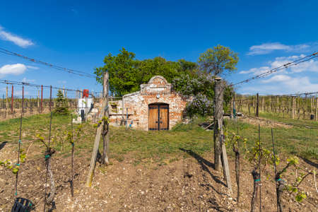 wine cellar, Palava region, South Moravia, Czech Republicの写真素材