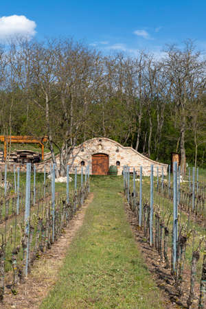 wine cellar, Palava region, South Moravia, Czech Republicのeditorial素材