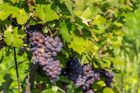 Ripening grapes in Southern Moravia, Czech Republic