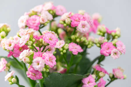close up of pink kalanchoeの写真素材