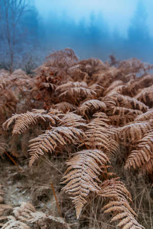 Frost bracken, Natur reserve Broumovske steny, Eastern Bohemia, Czech Republicの写真素材
