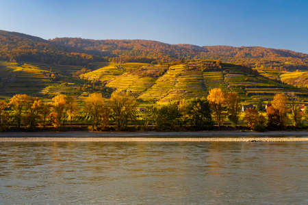 autumn vineyard in Wachau region, Austriaの写真素材