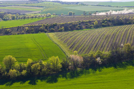 Spring vineyard near Lampelberk, Znojmo region, Southern Moravia, Czech Republicの写真素材