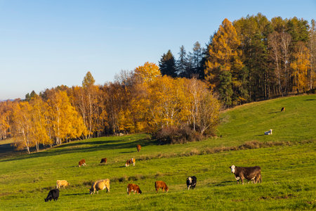Typical Sumava autumn landscape, Southern Bohemia, Czech Republicの写真素材
