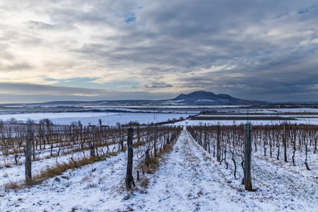 Winter vineyards under Palava near Sonberk, South Moravia, Czech Republicの写真素材