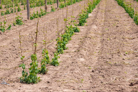 Hop field, early spring time near Zatec, Czech Republicの写真素材