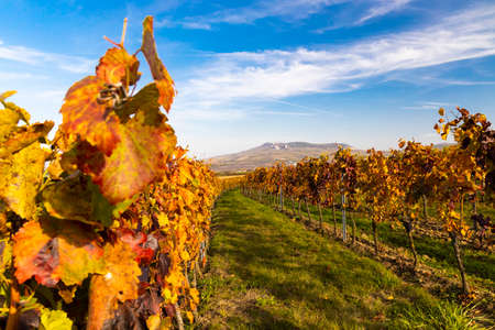 Vineyards near Dolni Dunajovice in Palava region, Southern Moravia, Czech Republicの写真素材