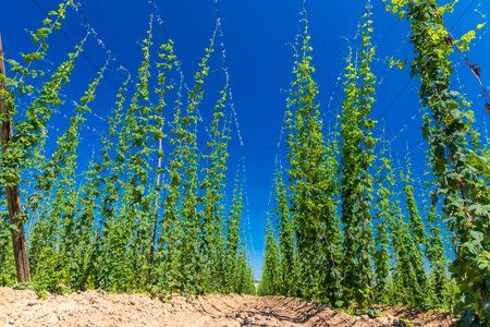 Hop field in Zatec region, Czech Republicの写真素材