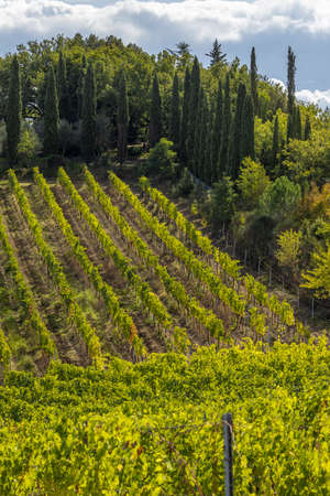 Tuscany's most famous vineyards near town Montalcino in Italyの写真素材