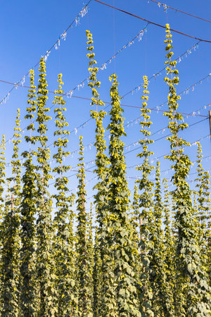 Hop field in Zatec region, Czech Republic