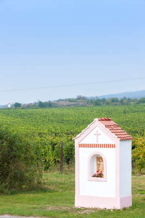 vineyards, Znojmo region, Czech Republicの写真素材