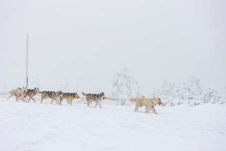 sledge dogging, Sedivacek's long, Czech Republicの写真素材