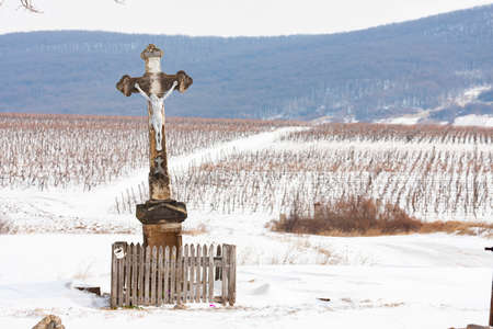 Wineyards near Sarospatak, Tokaj region Hungaryの写真素材