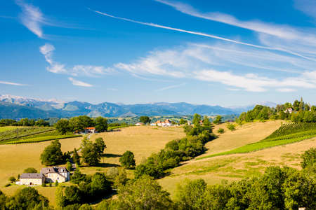 vineyard in south Jurancon, France