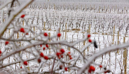 Production of ice wine, Southern Moravia, Czech Republicの写真素材