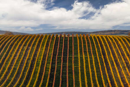 Autumn vineyard near Velke Bilovice, Southern Moravia, Czech Republic