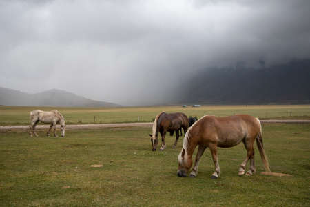 horses in mountain landscape near Castelluccio village in National Park Monte Sibillini, Umbria region, Italyの写真素材