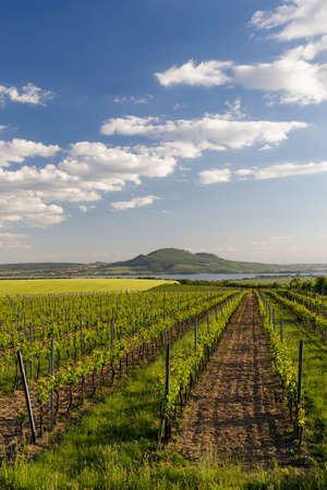 Spring vineyards under Palava near Sonberk, South Moravia, Czech Republicの写真素材