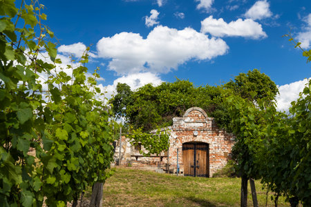 Wine cellars and vineyard in Palava region, Southern Moravia, Czech Republicのeditorial素材