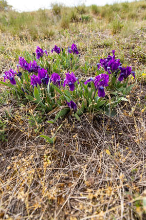 Dwarf iris in Pusty kopec u Konic near Znojmo, Southern Moravia, Czech Republic