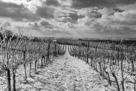 Winter vineyard near Mikulov, Palava region, Southern Moravia, Czech Republicの写真素材