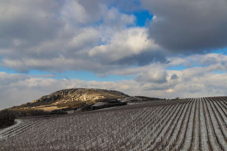 Winter vineyard near Mikulov, Palava region, Southern Moravia, Czech Republicの写真素材