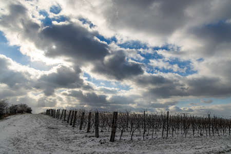 Winter vineyard near Mikulov, Palava region, Southern Moravia, Czech Republicの写真素材