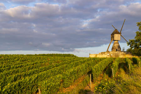 Windmill of La Tranchee and vineyard near Montsoreau, Pays de la Loire, Franceの写真素材